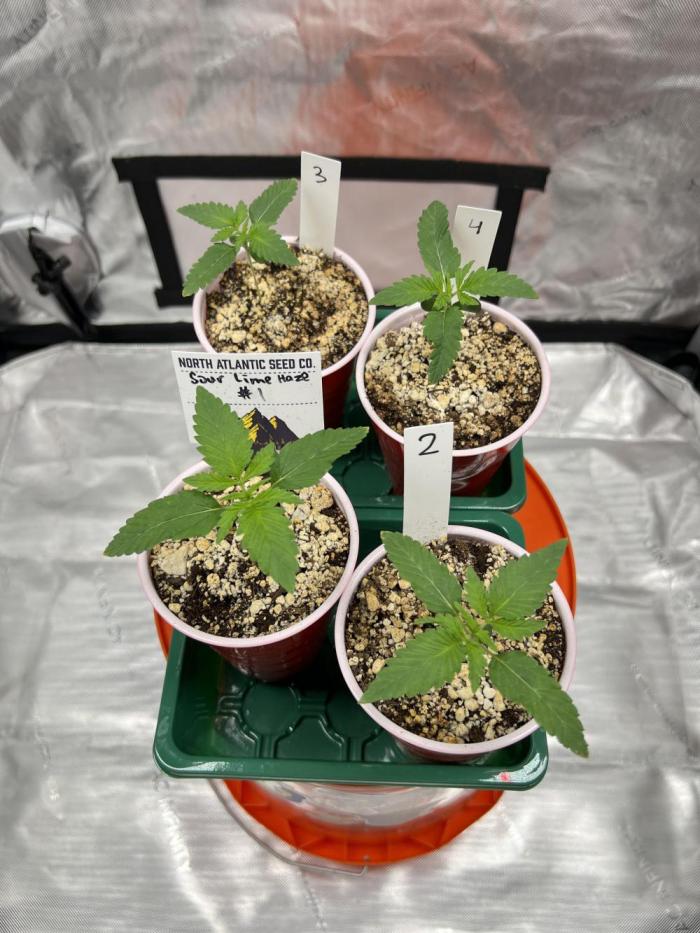 Sour Lime Haze - Dirty Bird Genetics. Week 2 - 11/18