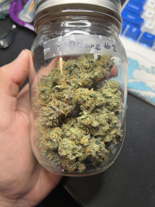 91 Octane - Exotic Genetix. Week 20 - #2 cured