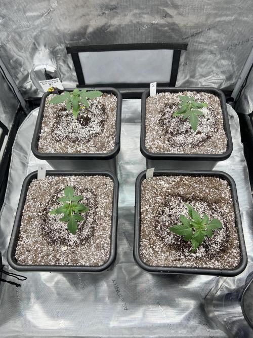 Sour Lime Haze - Dirty Bird Genetics. Week 2 - 11/22