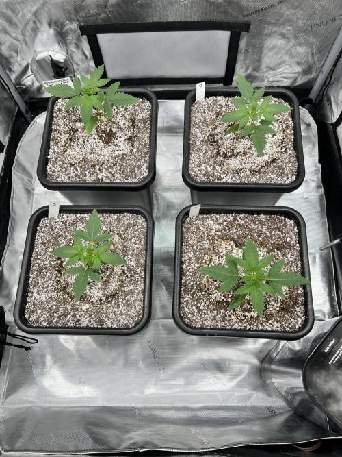 Sour Lime Haze - Dirty Bird Genetics. Week 2 - 11/24