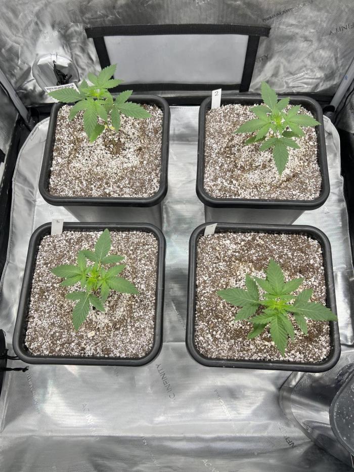 Sour Lime Haze - Dirty Bird Genetics. Week 3 - 11/25