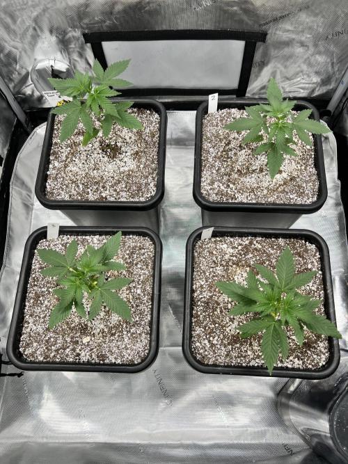 Sour Lime Haze - Dirty Bird Genetics. Week 3 - 11/27