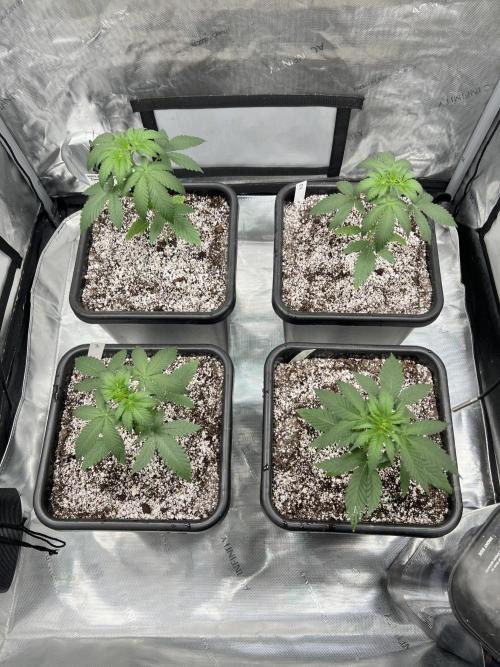 Sour Lime Haze - Dirty Bird Genetics. Week 3 - 12/1 pre top