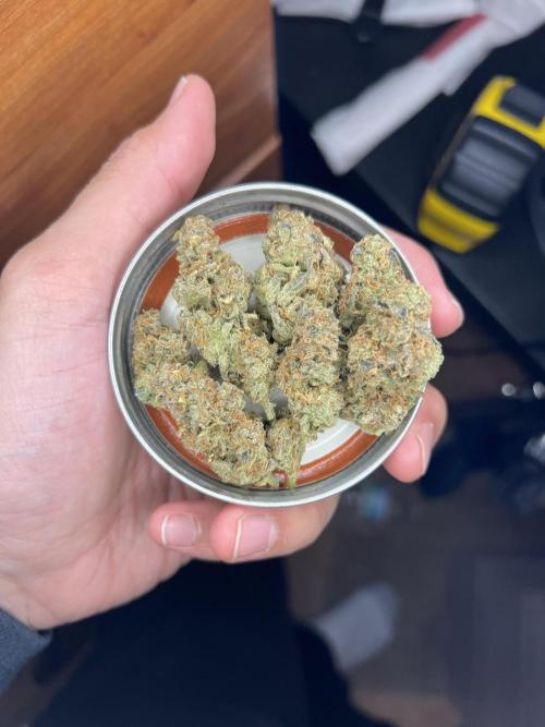 Salty Pickle F1 - Romulan Genetics. Week 20 - Pheno #1