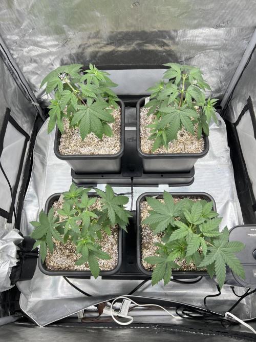 Sour Lime Haze - Dirty Bird Genetics. Week 5 - 12/11