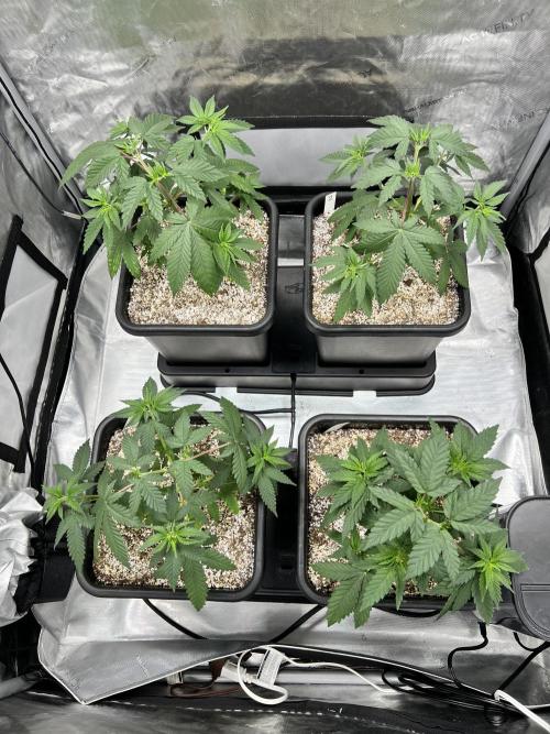 Sour Lime Haze - Dirty Bird Genetics. Week 5 - 12/13