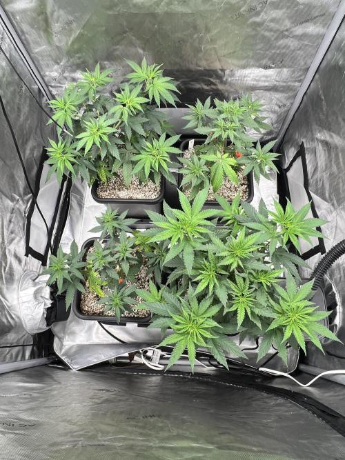 Sour Lime Haze - Dirty Bird Genetics. Week 6 - 12/22 before training 