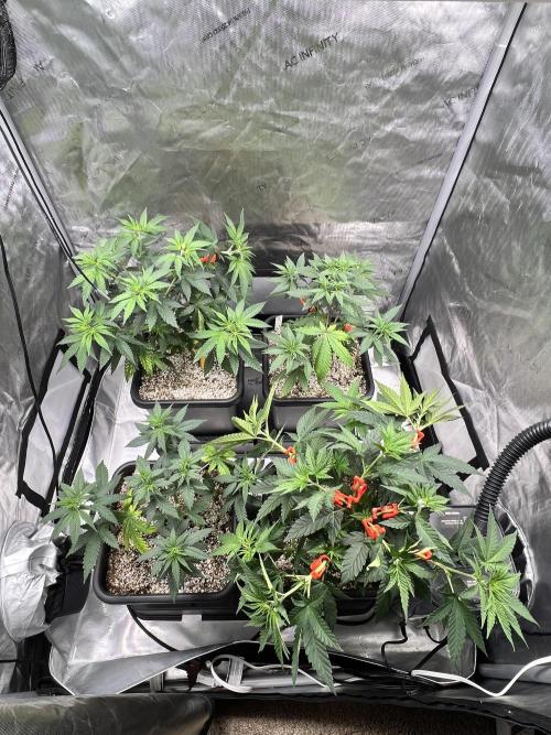 Sour Lime Haze - Dirty Bird Genetics. Week 6 - 12/22 post training