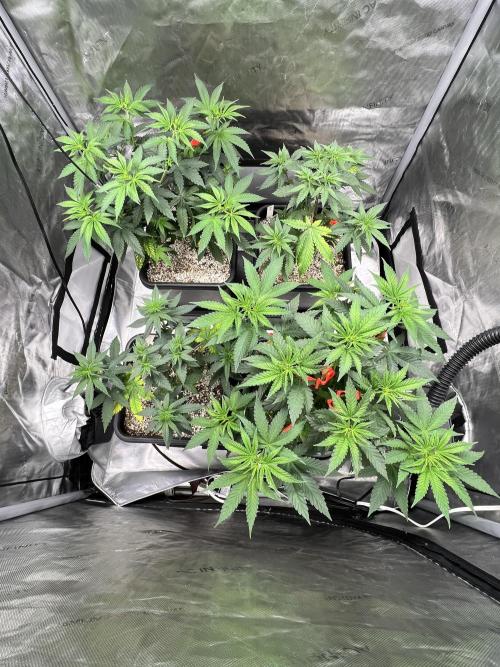 Sour Lime Haze - Dirty Bird Genetics. Week 7 - 12/23 before training