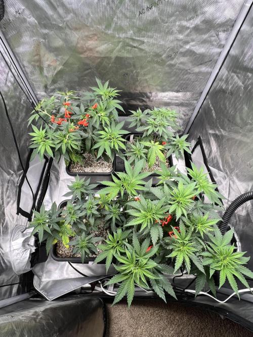 Sour Lime Haze - Dirty Bird Genetics. Week 7 - 12/23 post training