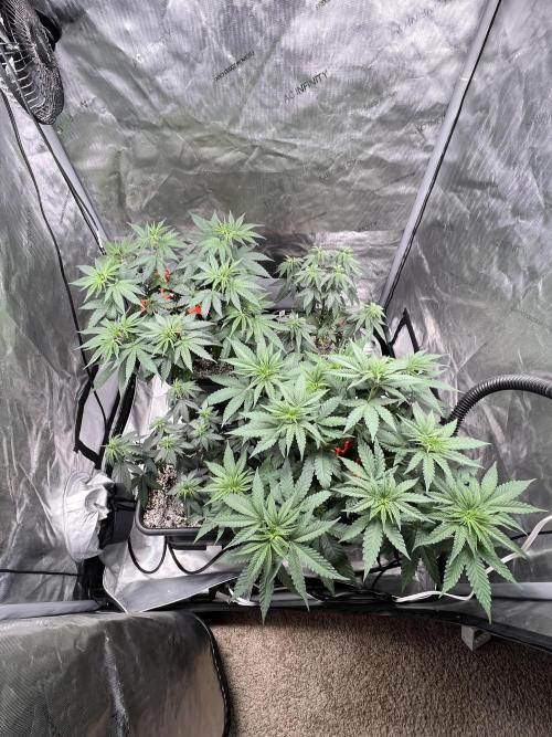 Sour Lime Haze - Dirty Bird Genetics. Week 7 - 12/29