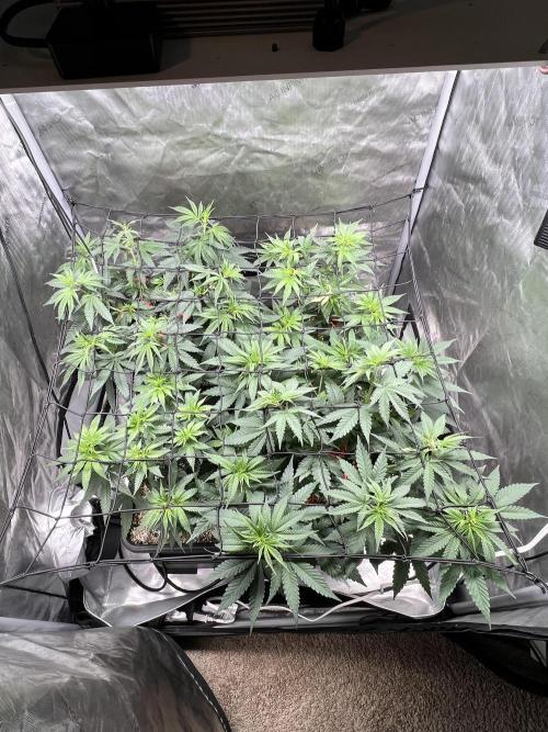 Sour Lime Haze - Dirty Bird Genetics. Week 7 - 12/31