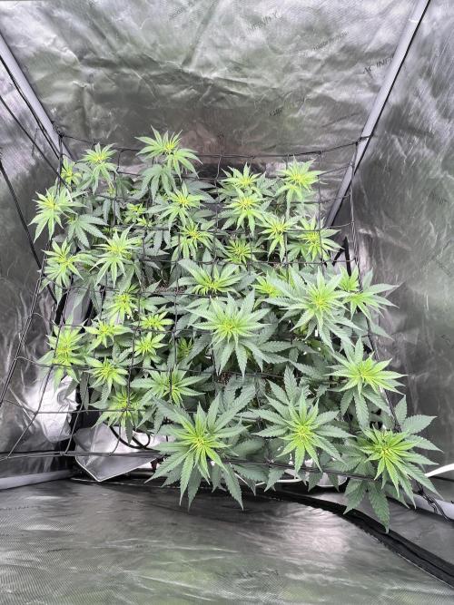 Sour Lime Haze - Dirty Bird Genetics. Week 8 - 1/1