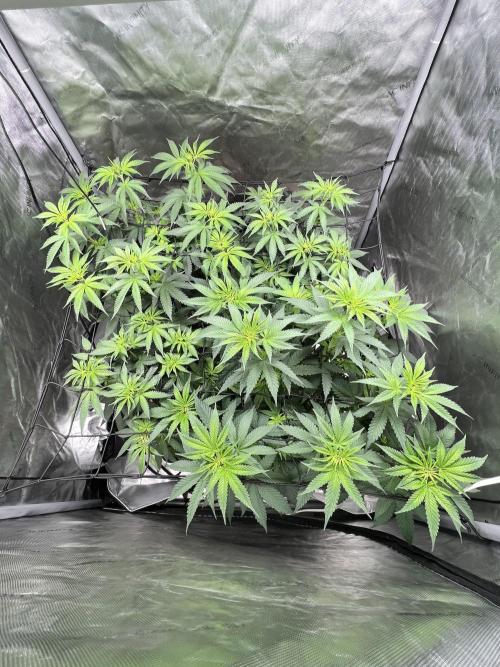 Sour Lime Haze - Dirty Bird Genetics. Week 8 - 1/3