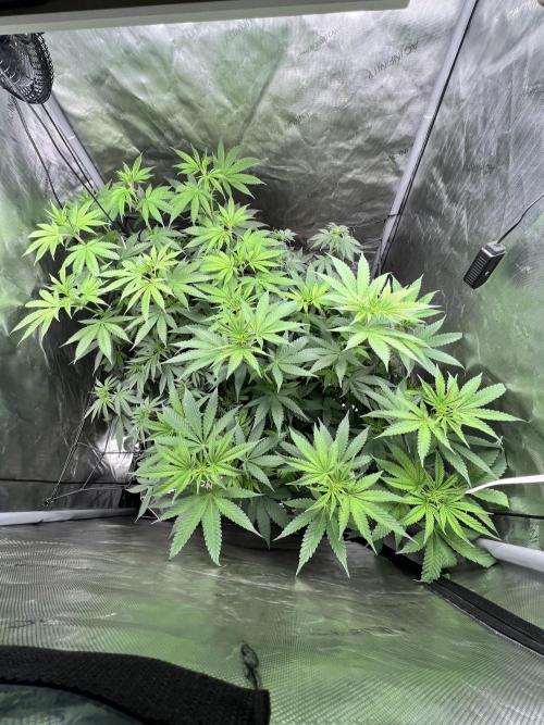 Sour Lime Haze - Dirty Bird Genetics. Week 8 - 1/7