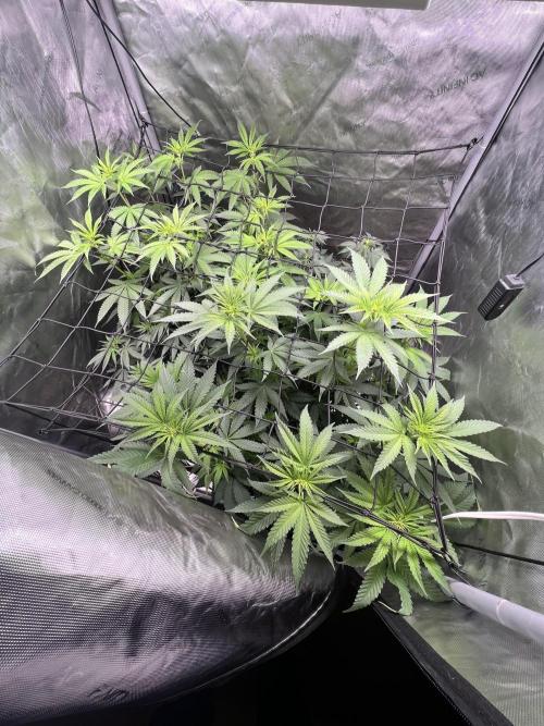 Sour Lime Haze - Dirty Bird Genetics. Week 9 - 1/8