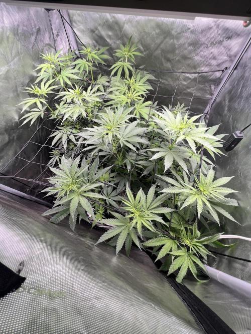 Sour Lime Haze - Dirty Bird Genetics. Week 9 - 1/10