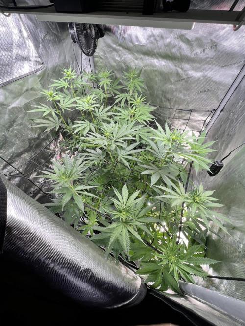 Sour Lime Haze - Dirty Bird Genetics. Week 9 - 1/12