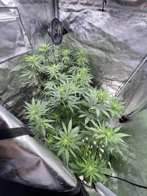 Sour Lime Haze - Dirty Bird Genetics. Week 9 - 1/14