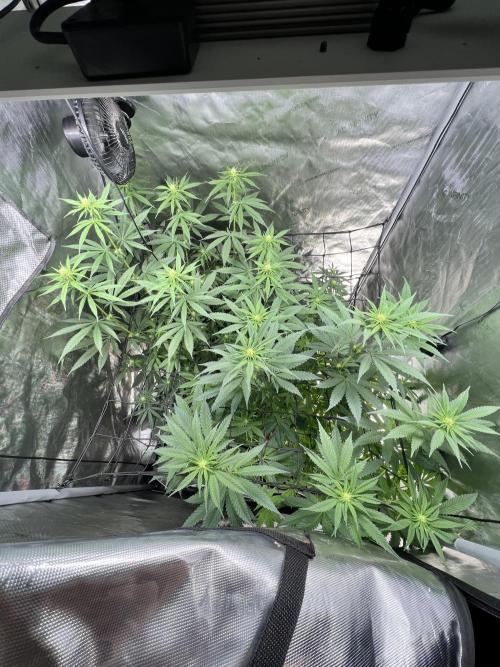 Sour Lime Haze - Dirty Bird Genetics. Week 10 - 1/15