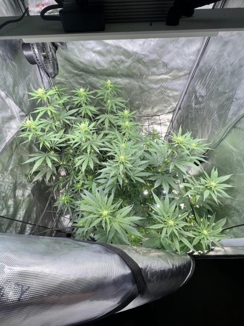 Sour Lime Haze - Dirty Bird Genetics. Week 10 - 1/17