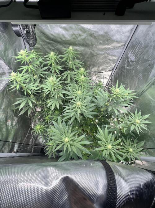 Sour Lime Haze - Dirty Bird Genetics. Week 10 - 1/19