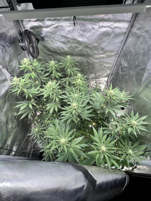 Sour Lime Haze - Dirty Bird Genetics. Week 10 - 1/21