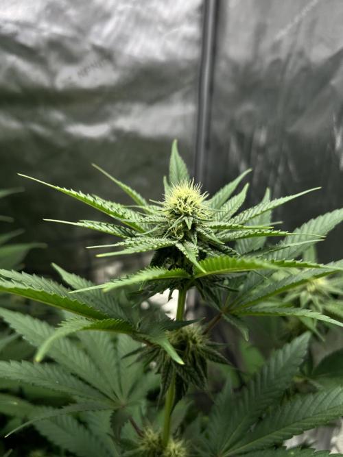 Sour Lime Haze - Dirty Bird Genetics. Week 10 - 1/21 #4