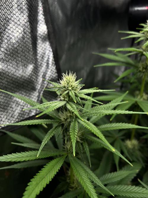 Sour Lime Haze - Dirty Bird Genetics. Week 10 - 1/21 #1