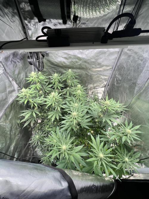 Sour Lime Haze - Dirty Bird Genetics. Week 11 - 1/22