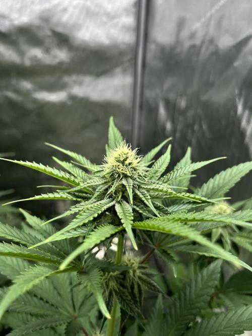 Sour Lime Haze - Dirty Bird Genetics. Week 11 - 1/24 #4