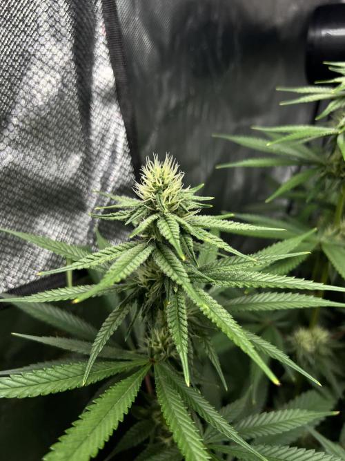 Sour Lime Haze - Dirty Bird Genetics. Week 11 - 1/24 #1