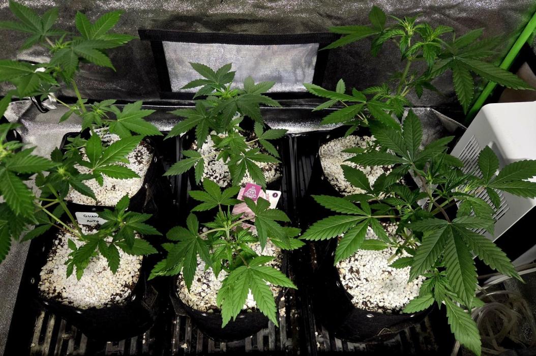 Fall 2025 Grow. Week 4