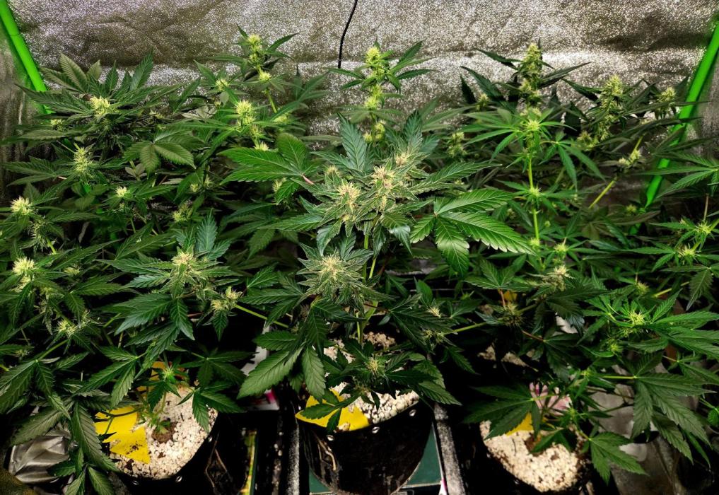 Fall 2025 Grow. Week 7