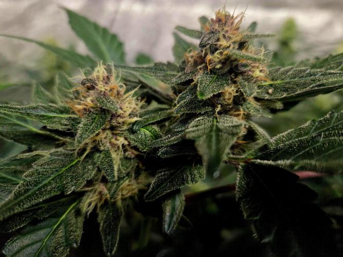 Fall 2025 Grow. Week 8 - Guava auto