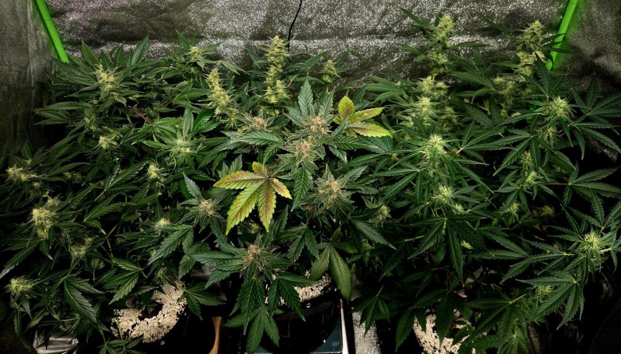 Fall 2025 Grow. Week 9