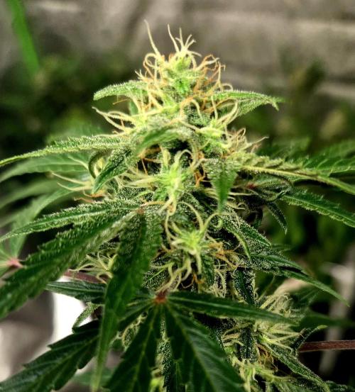 Fall 2025 Grow. Week 10 - Pink Rozay