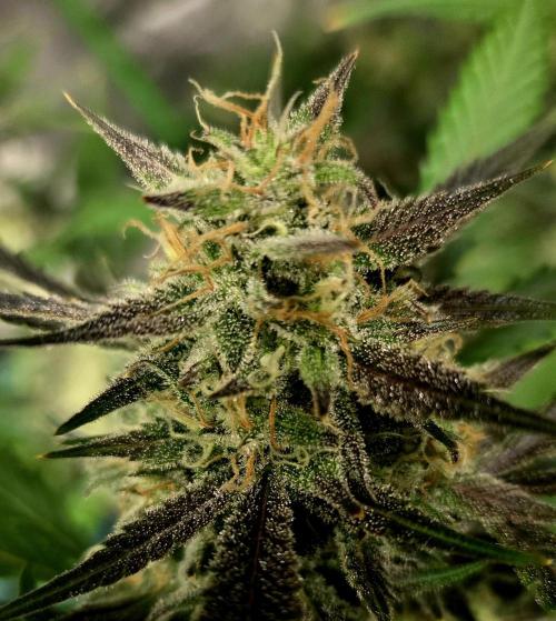 Fall 2025 Grow. Week 10 - Gelato