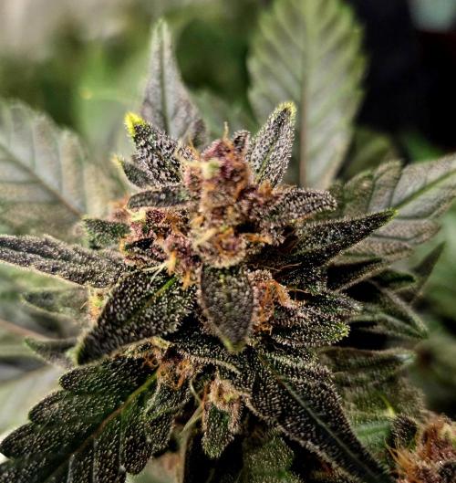 Fall 2025 Grow. Week 10 - Guava