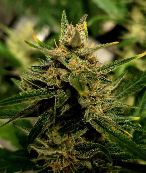 Fall 2025 Grow. Week 10 - Frostbanger