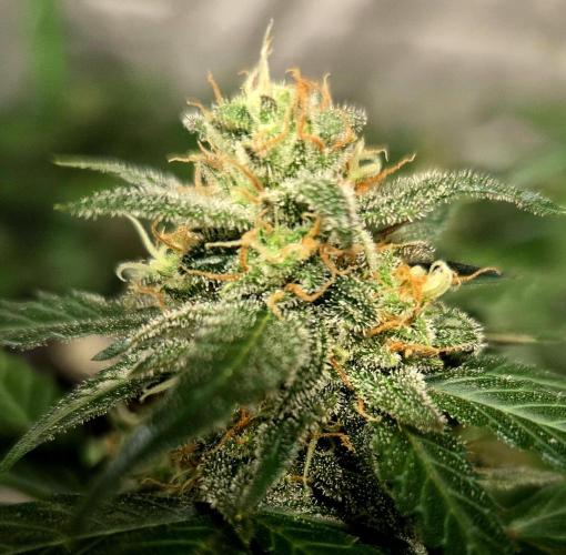 Fall 2025 Grow. Week 10 - White Truffle