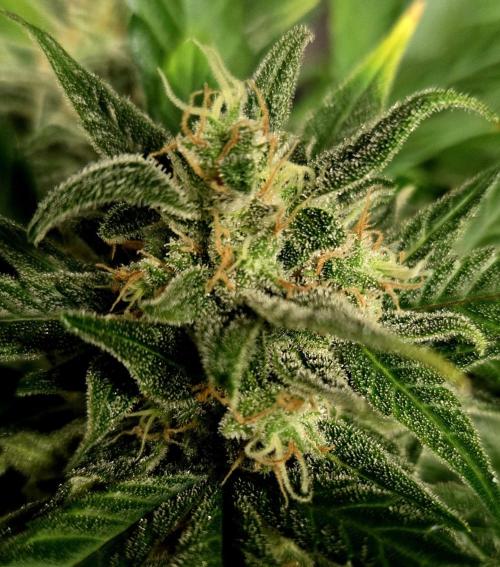 Fall 2025 Grow. Week 10 - Apple Strudel