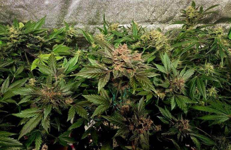 Fall 2025 Grow. Week 10