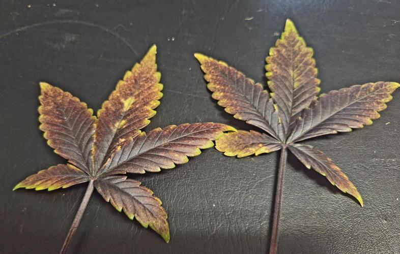 Fall 2025 Grow. Week 10 - Guava fan leaves