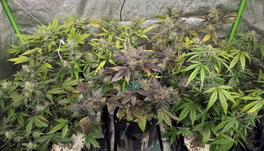 Fall 2025 Grow. Week 11