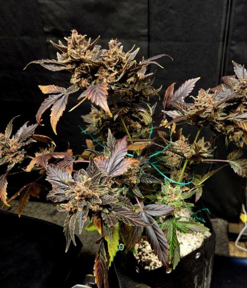 Fall 2025 Grow. Week 12