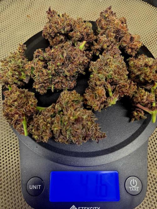 Fall 2025 Grow. Week 12