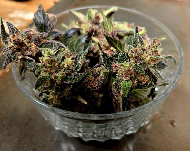 Fall 2025 Grow. Week 12