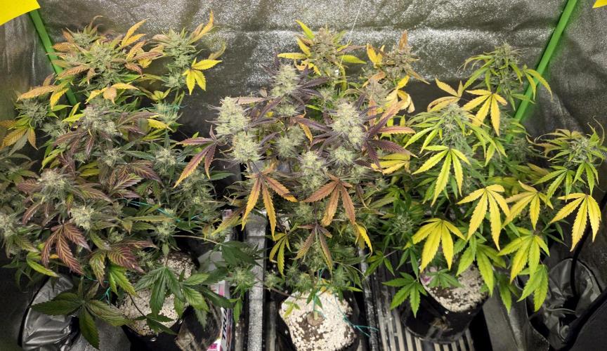 Fall 2025 Grow. Week 12