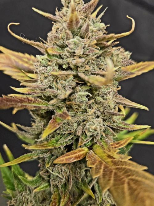 Fall 2025 Grow. Week 13